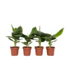 Bananpalme - Sæt med 4 - Musa 'Oriental Dwarf' - Højde 25-40cm - ⌀12cm