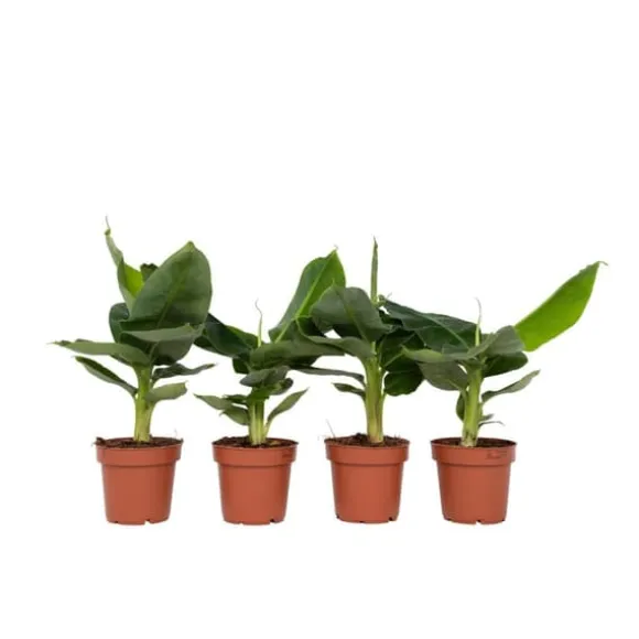 Bananpalme - Sæt med 4 - Musa 'Oriental Dwarf' - Højde 25-40cm - ⌀12cm
