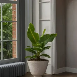 Bananpalme - Sæt med 4 - Musa 'Oriental Dwarf' - Højde 25-40cm - ⌀12cm