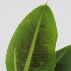 Bananpalme - Sæt med 4 - Musa 'Oriental Dwarf' - Højde 25-40cm - ⌀12cm