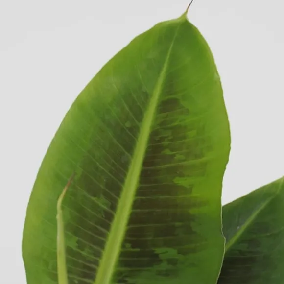 Bananpalme - Sæt med 4 - Musa 'Oriental Dwarf' - Højde 25-40cm - ⌀12cm