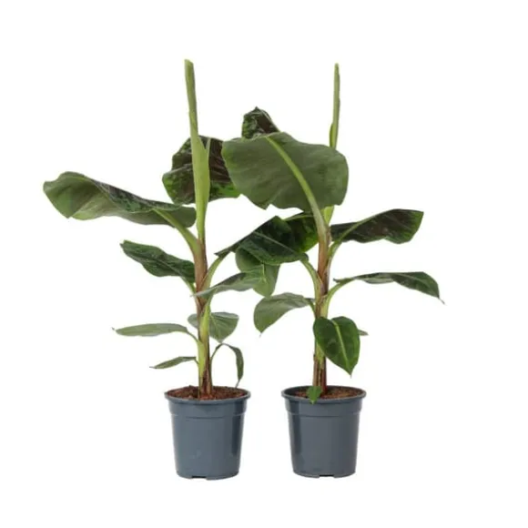 Bananpalme - Sæt med 2 - Musa 'Dwarf Cavendish' - Højde 90-100cm - ⌀21cm