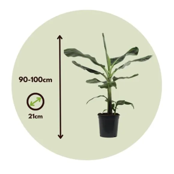 Bananpalme - Sæt med 2 - Musa 'Dwarf Cavendish' - Højde 90-100cm - ⌀21cm