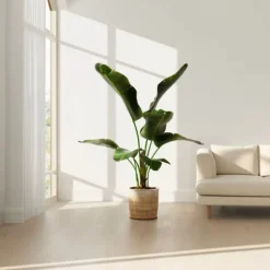 Bananpalme - Sæt med 2 - Musa 'Dwarf Cavendish' - Højde 90-100cm - ⌀21cm