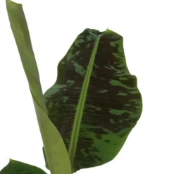 Bananpalme - Sæt med 2 - Musa 'Dwarf Cavendish' - Højde 90-100cm - ⌀21cm