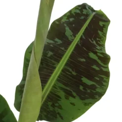Bananpalme - Sæt med 2 - Musa 'Dwarf Cavendish' - Højde 90-100cm - ⌀21cm
