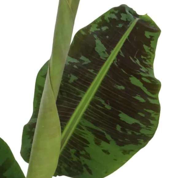 Bananpalme - Sæt med 2 - Musa 'Dwarf Cavendish' - Højde 90-100cm - ⌀21cm