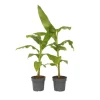 Bananpalme - Sæt med 2 - Musa basjoo - Højde 55-70cm - ⌀21cm
