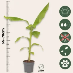 Bananpalme - Sæt med 2 - Musa basjoo - Højde 55-70cm - ⌀21cm