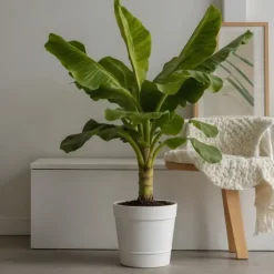 Bananpalme - Sæt med 2 - Musa basjoo - Højde 55-70cm - ⌀21cm