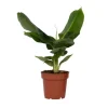Bananplante - Musa 'Oriental Dwarf' - Højde 25-40cm - Pot 12cm