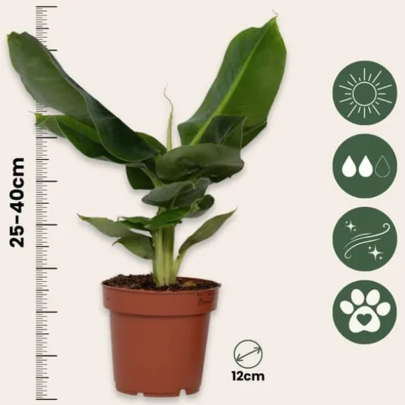 Bananplante - Musa 'Oriental Dwarf' - Højde 25-40cm - Pot 12cm