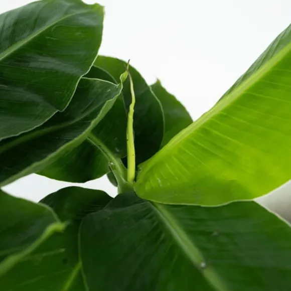 Bananplante - Musa 'Oriental Dwarf' - Højde 25-40cm - Pot 12cm