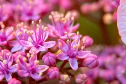 BIOHUMUS GØDNING TIL BLOMSTRENDE PLANTER 0,35L