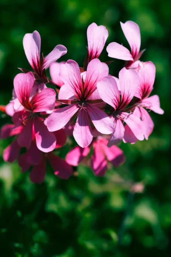 BIOHUMUS GØDNING TIL BLOMSTRENDE PLANTER 0,35L