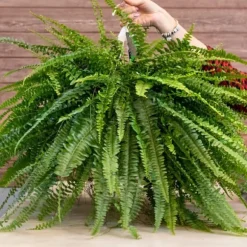 BIOVITA BREGNESUBSTRAT 5L