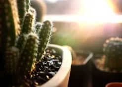 BIOVITA JORD TIL KAKTUS OG SUKKULENER 5L