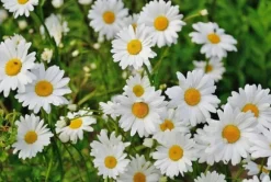 Biovita Universal TØRVEFRIT Jord til Grøntsager og Blomster med Kompost 40l