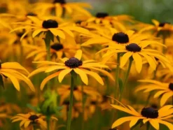 Biovita Universal TØRVEFRIT Jord til Grøntsager og Blomster med Kompost 40l