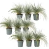Blå bjørnegræs - Sæt med 9 - Festuca glauca 'Elijah Blue' - Højde 10-15cm - ⌀9cm