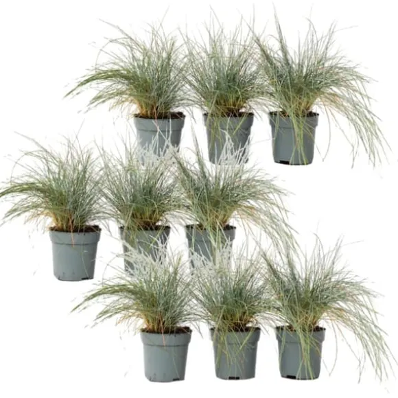 Blå bjørnegræs - Sæt med 9 - Festuca glauca 'Elijah Blue' - Højde 10-15cm - ⌀9cm