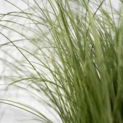 Blå bjørnegræs - Sæt med 9 - Festuca glauca 'Elijah Blue' - Højde 10-15cm - ⌀9cm