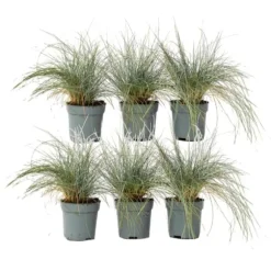 Blå bjørnegræs - Sæt med 6 - Festuca glauca 'Elijah Blue' - Højde 10-15cm - ⌀9cm