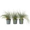 Blå bjørnegræs - Sæt med 3 - Festuca glauca 'Elijah Blue' - Højde 10-15cm - ⌀9cm