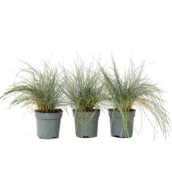 Blå bjørnegræs - Sæt med 3 - Festuca glauca 'Elijah Blue' - Højde 10-15cm - ⌀9cm