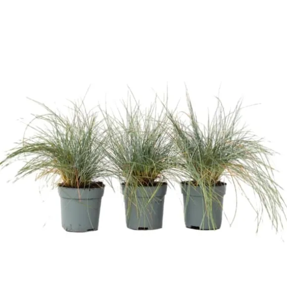 Blå bjørnegræs - Sæt med 3 - Festuca glauca 'Elijah Blue' - Højde 10-15cm - ⌀9cm