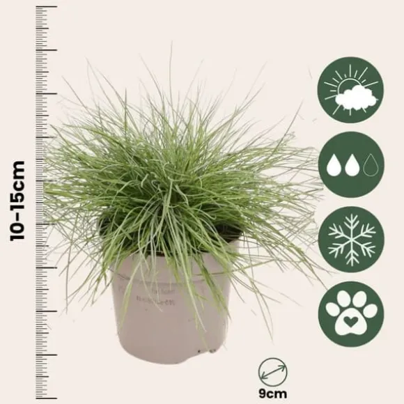 Blå bjørnegræs - Sæt med 3 - Festuca glauca 'Elijah Blue' - Højde 10-15cm - ⌀9cm