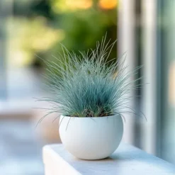 Blå bjørnegræs - Sæt med 3 - Festuca glauca 'Elijah Blue' - Højde 10-15cm - ⌀9cm