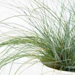Blå bjørnegræs - Sæt med 3 - Festuca glauca 'Elijah Blue' - Højde 10-15cm - ⌀9cm