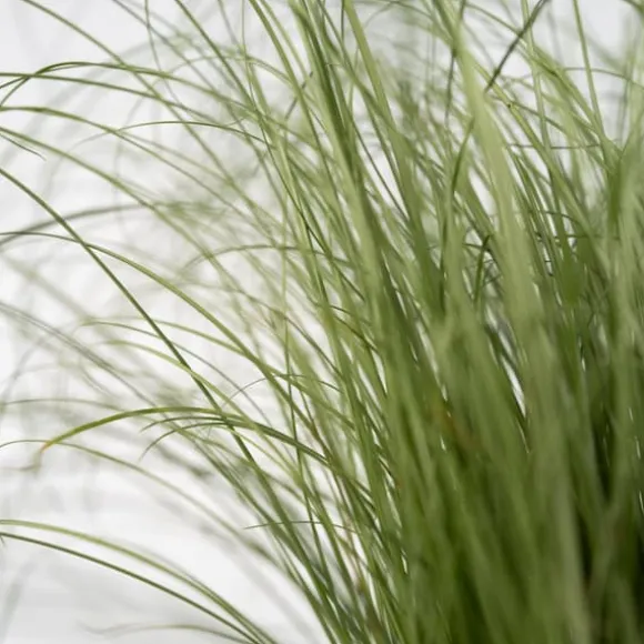 Blå bjørnegræs - Sæt med 3 - Festuca glauca 'Elijah Blue' - Højde 10-15cm - ⌀9cm