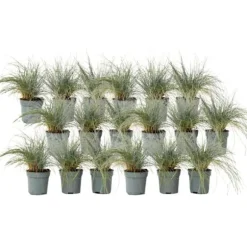 Blå bjørnegræs - Sæt x18 - Festuca glauca 'Elijah Blue' - Højde 10-15cm - ⌀9cm