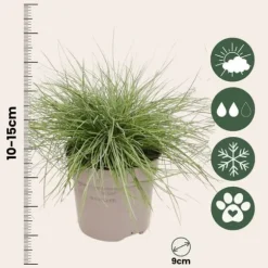 Blå bjørnegræs - Sæt x18 - Festuca glauca 'Elijah Blue' - Højde 10-15cm - ⌀9cm