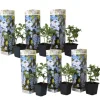 Blå blyrod - Sæt med 6 - Plumbago auriculata - Højde 25-40cm - ⌀9cm