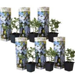 Blå blyrod - Sæt med 6 - Plumbago auriculata - Højde 25-40cm - ⌀9cm