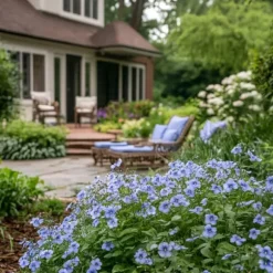 Blå blyrod - Sæt med 6 - Plumbago auriculata - Højde 25-40cm - ⌀9cm