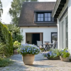 Blå blyrod - Sæt med 6 - Plumbago auriculata - Højde 25-40cm - ⌀9cm