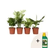 Blanding af stueplanter - Sæt med 4 - Højde 25-40cm - ⌀12cm