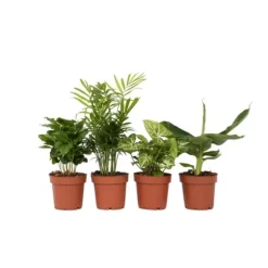 Blanding af stueplanter - Sæt med 4 - Højde 25-40cm - ⌀12cm