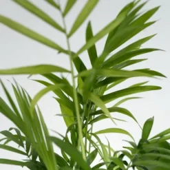 Blanding af stueplanter - Sæt med 4 - Højde 25-40cm - ⌀12cm