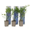Blåbær - Sæt med 3 - Vaccinium corymbosum 'Sunshine Blue' - Højde 25-40cm - ⌀9cm