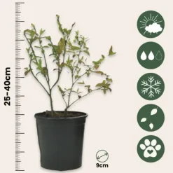Blåbær - Sæt med 3 - Vaccinium corymbosum 'Sunshine Blue' - Højde 25-40cm - ⌀9cm