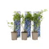 Blåbær - Sæt med 6 - Vaccinium corymbosum 'Sunshine Blue' - Højde 25-40cm - ⌀9cm