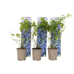 Blåbær - Sæt med 6 - Vaccinium corymbosum 'Sunshine Blue' - Højde 25-40cm - ⌀9cm
