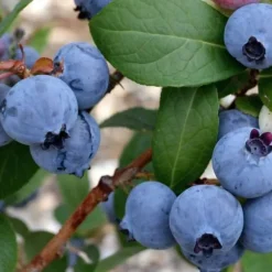 Blåbær - Sæt med 6 - Vaccinium corymbosum 'Sunshine Blue' - Højde 25-40cm - ⌀9cm