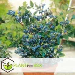 Blåbær - Sæt med 6 - Vaccinium corymbosum 'Sunshine Blue' - Højde 25-40cm - ⌀9cm