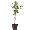 Æbletræ - Malus domestica 'Elstar' - Højde 90-100cm - ⌀21cm